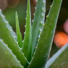 Load image into Gallery viewer, Make a Sumptuous Seaweed Body Salve
